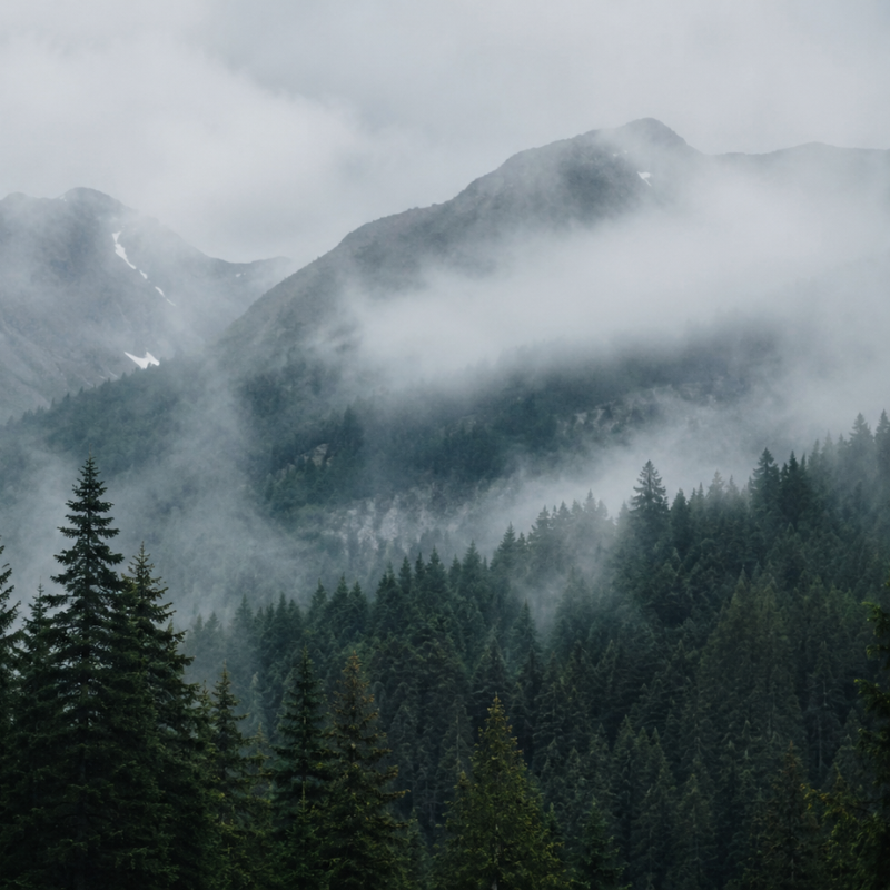 Mountain Mist