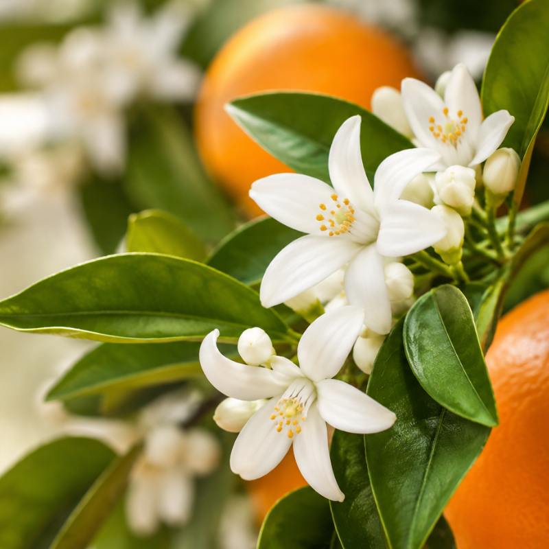 Orange Blossom_ Azahar